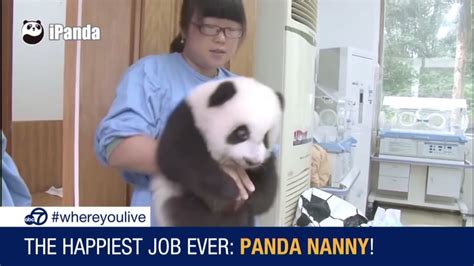 Know And Tell Panda Nanny May Be Worlds Happiest Job Abc7 San Francisco
