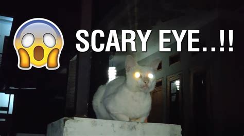 Cat Eyes Glowing In The Dark Youtube