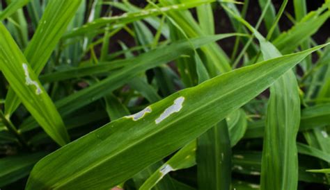 One of the most impactful ways is to lower their available food sources. Growing Ginger From Root - How to Grow Ginger Root