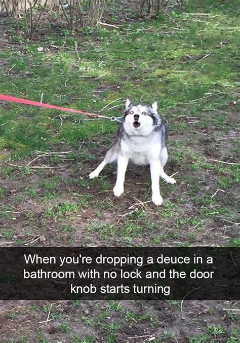 71 Of The Most Hilarious Posts About Huskies Ever Bored