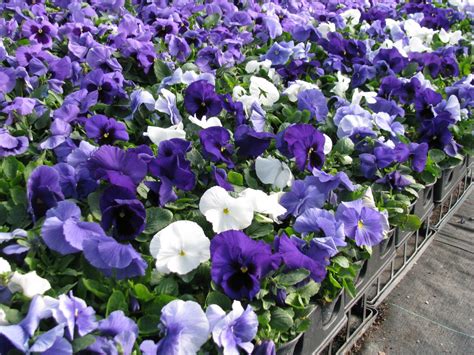 Pansy Delta Cool Waters Mix 4213 Pansies Delta Bloom Vegetables