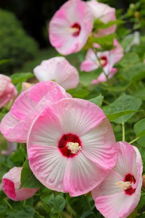 Hibiscus plants are quite resilient and should be back to their bright, blooming selves in no time! hueandeyephotography: Disco Belle Hibiscus, Grammy's ...