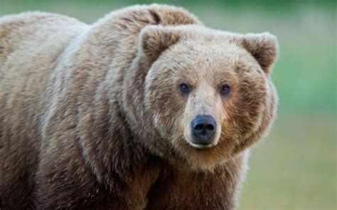 10 Facts About Brown Bears Fact File