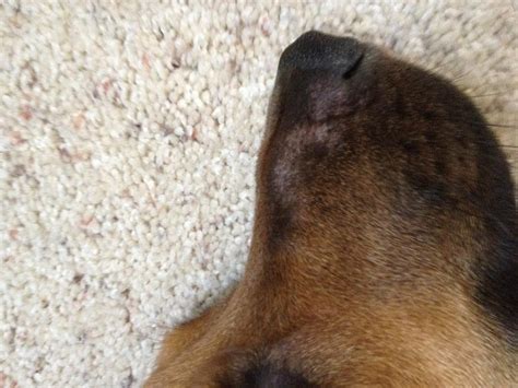 Lump On Dogs Nose