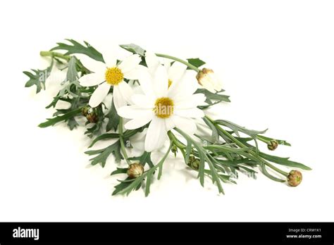 White Marguerites With Leaves On A Light Background Stock Photo Alamy