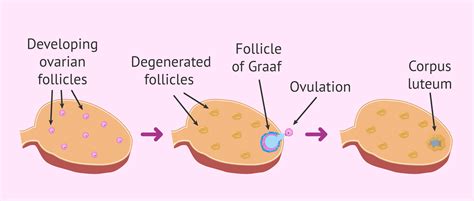 Ovulation Follicle