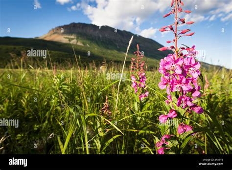 Pink Wildflowers Grow In A Meadow On Hallo Bay Katmai Naional Park