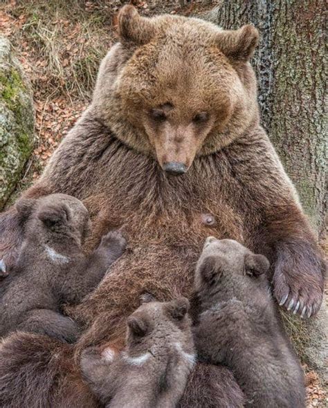Mindössze 36 góbi medve élt Mongóliában tavaly | Bumm.sk