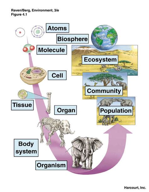 Human Body Human Biology