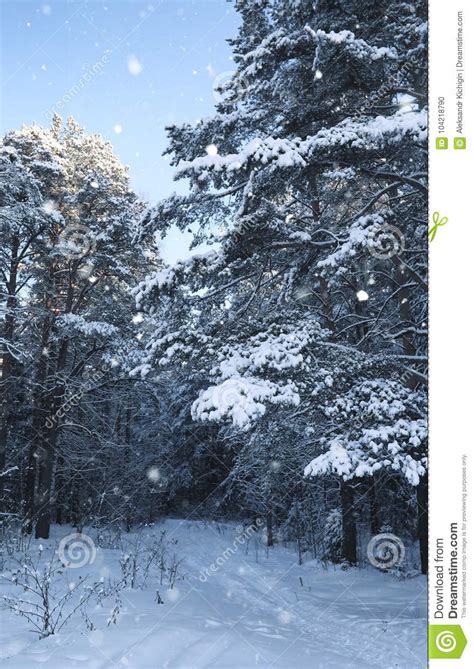 Magic Pine Forest In Winter Season In Snow Stock Photo Image Of Cold