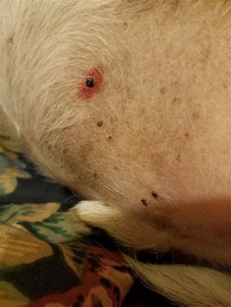 My Dog Has Bumps And Bald Spots On His Skin Petcoach 4ed