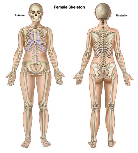 Female Skeleton Anterior And Posterior Female Skeleton Human Anatomy Female Skeleton Anatomy