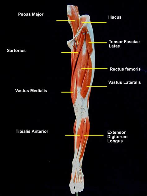 Chart Of Leg Muscles