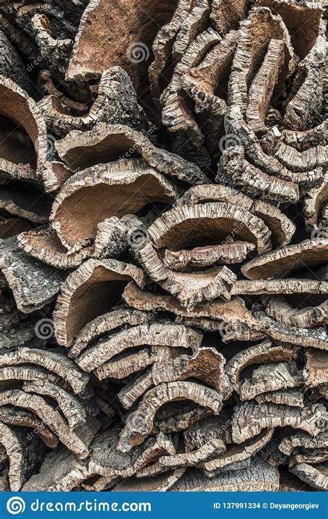 Pile Of Bark From Cork Stock Photo Image Of Piece Textured 137991334