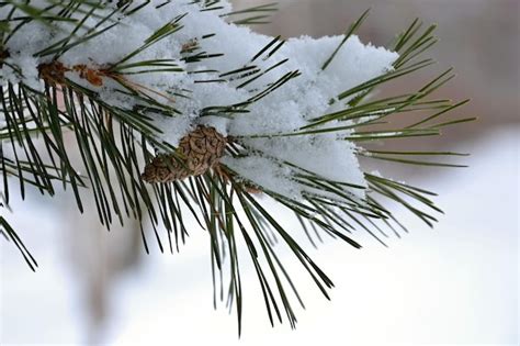 Premium Photo Snow On A Pine Tree Branch