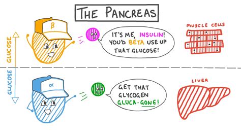 Lesson Video The Pancreas Nagwa