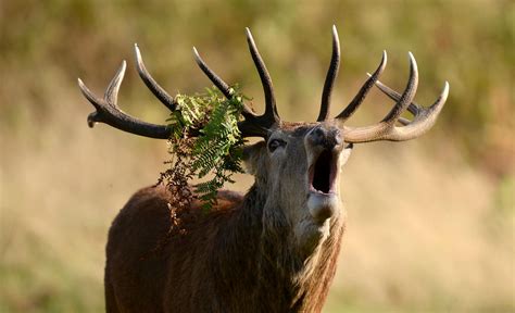 Red Deer Stag Named Swiss Animal Of 2017 Swi Swissinfoch