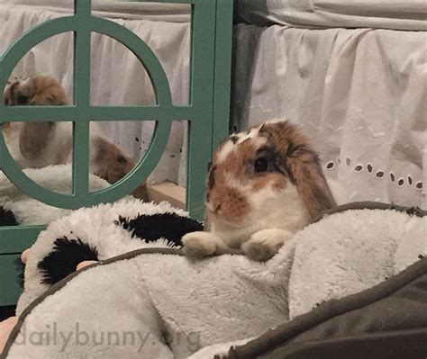 Bunny Notices Herself In The Mirror — The Daily Bunny Daily Bunny