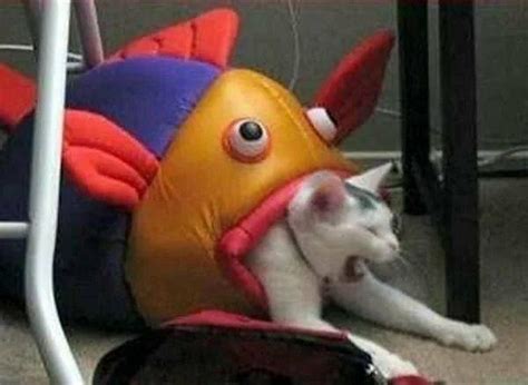 Fish Eating Cat Memes Imgflip