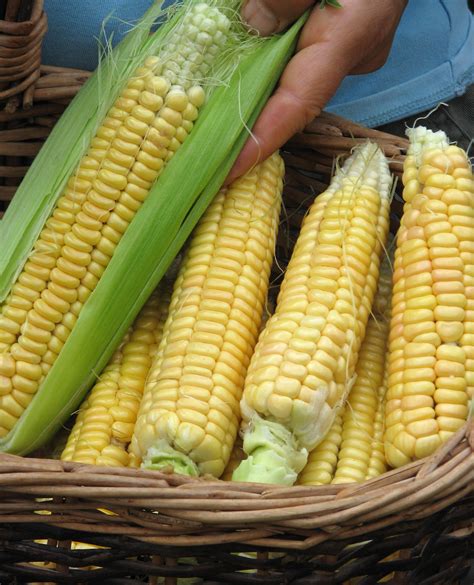 Controversial Garlic And Corn