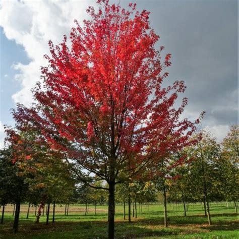 Buy Acer X Freemanii ‘autumn Blaze Tree Hillier Trees