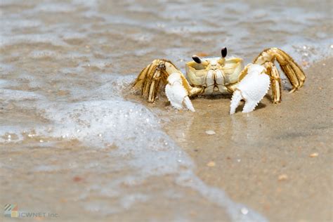 Ghost Crabs And Ghost Crabbing