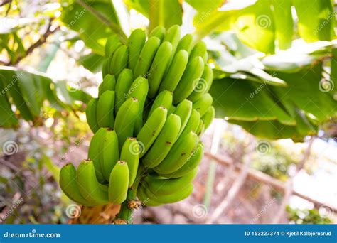 Close Up Do Grupo Da Banana Verde Orgnica Fresca Foto De Stock
