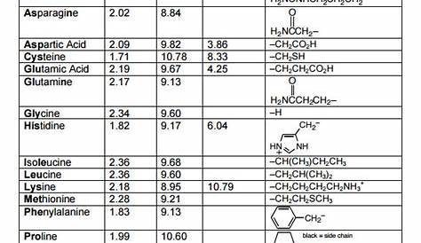 FREE 15+ Sample Amino Acid Chart Templates in MS Word | PDF