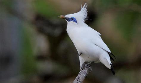 Burung Sambar Biru Putih John Metcalfe