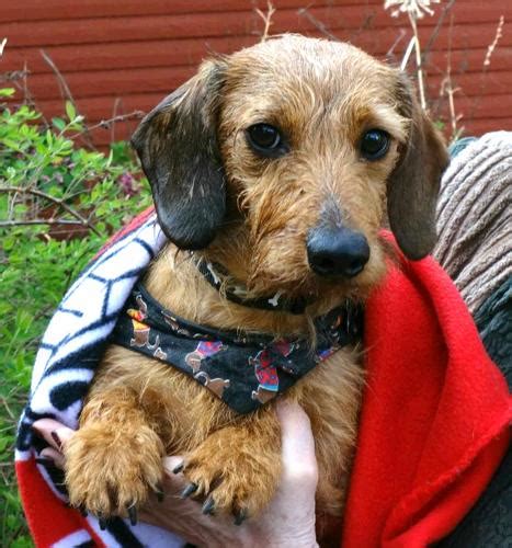Lucky Dachshund Baby Adoption Rescue For Sale In Portland Oregon