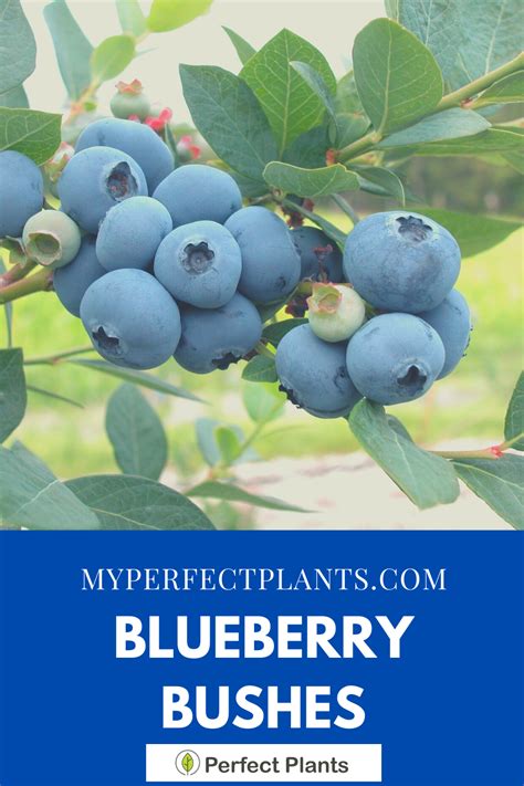 Blueberry Bushes For Sale Perfect Plants Blueberry Plant Blueberry