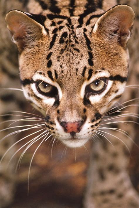 Ocelot Leopardus Pardalis Chiapas Mexico Photographer Frans Lanting