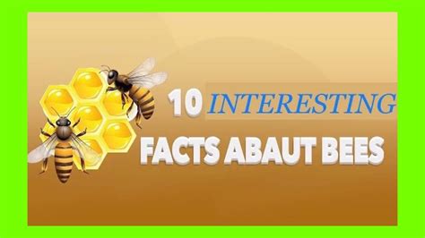 This Are 10 Interesting Facts About Bees Youtube