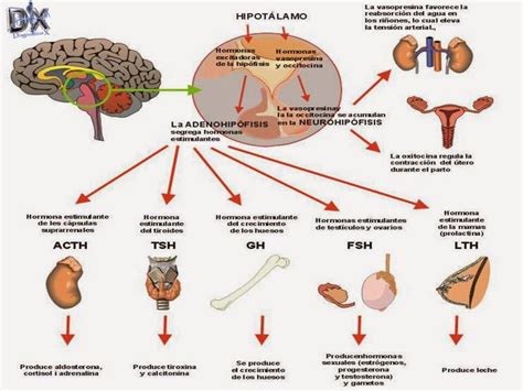 Sistema Endocrino Mind Map