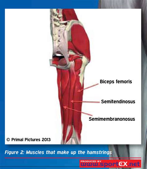 Hamstring Muscles Anatomy