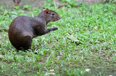 Central American Agouti Dasyprocta Punctata Brian Gratwicke Flickr