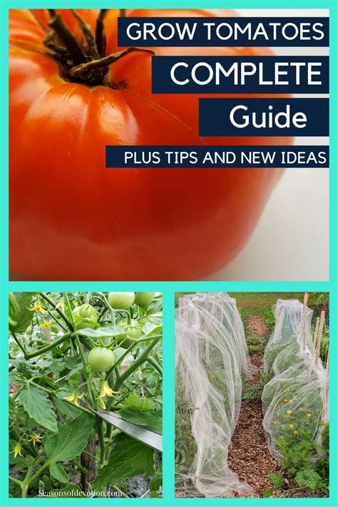 Moreover, with tokenized sales, these projects have also the tendency to be used as a direct investment opportunity for people who is seeking potential projects. The Most Comprehensive Guide to Growing Tomatoes There Is ...