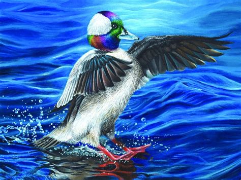 Minnesota Junior Duck Stamp Contest Winners Announced Outdoor News