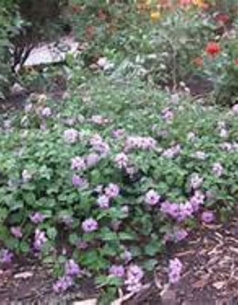 Lantana Trailing Lavender 1g Growers Outlet
