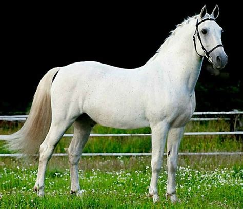 Lipizzaner Stallion Siglavy Capriola Convoj Lipizzan White Horses