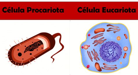 Celula Eucariota Y Procariota Diferencias C Lulas Eucariotas Y