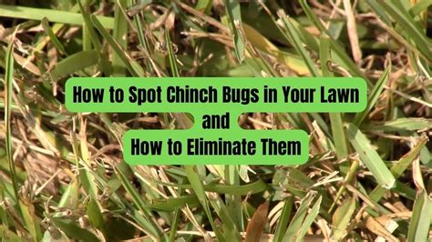 How To Spot Chinch Bugs In Your Lawn And How To Eliminate Them Youtube