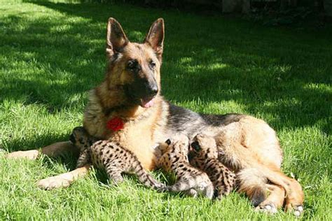 German Shepherd Cares For Cougar Cubs In Russian Zoo Boing Boing