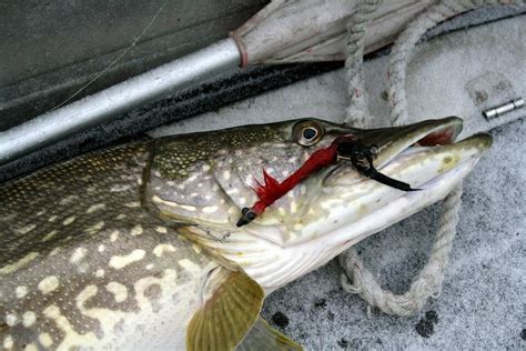 The Guide To Pike Fishing And The Best Fishing Lures Average Outdoorsman