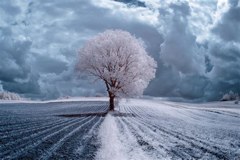 Infrared Trees Photography By Przemysław Kruk Artpeoplenet