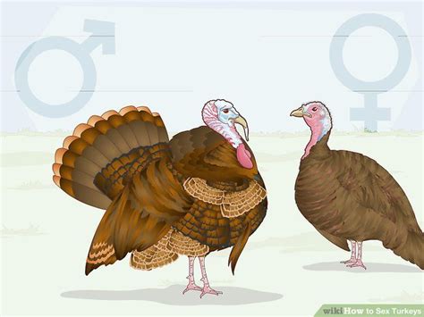 how to sex turkeys 10 different physical signs identifiers artofit