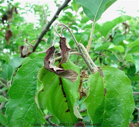 Pear fruit spot info symptoms of pear leaf blight and fruit spot are fairly easy to discern. Fire Blight of Fruit Trees | Home & Garden Information Center