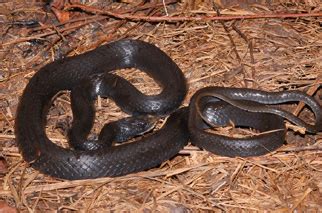 It's also much slower, and has a large head. Black Racer | Outdoor Alabama