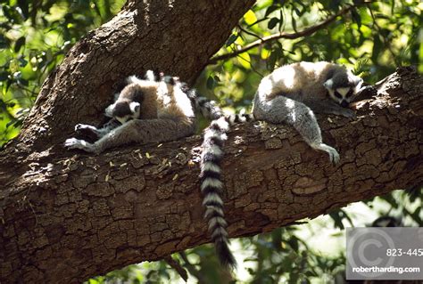 Ring Tailed Lemurs Lemur Catta Resting Stock Photo