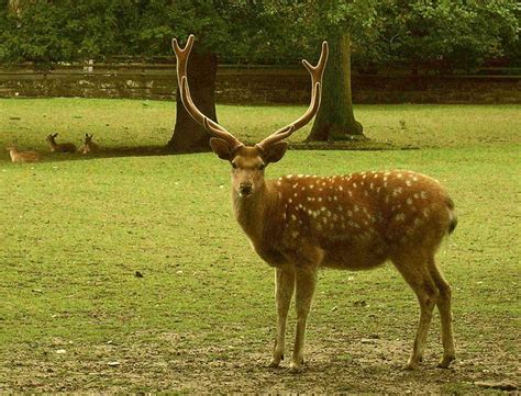 Sika Deer A Manchurian Sika Deer Cervus Nippon Hortulorum Its